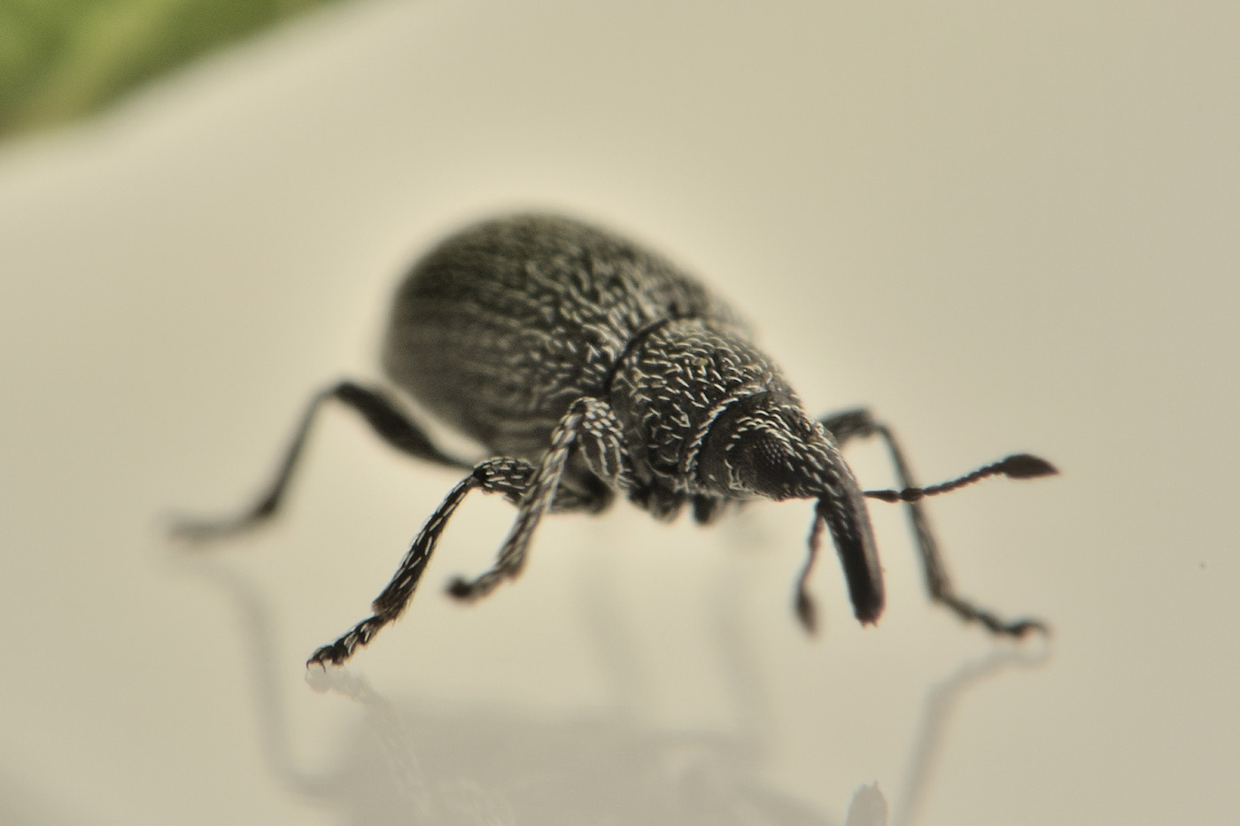 Apionidae: Pseudoperapion sp?